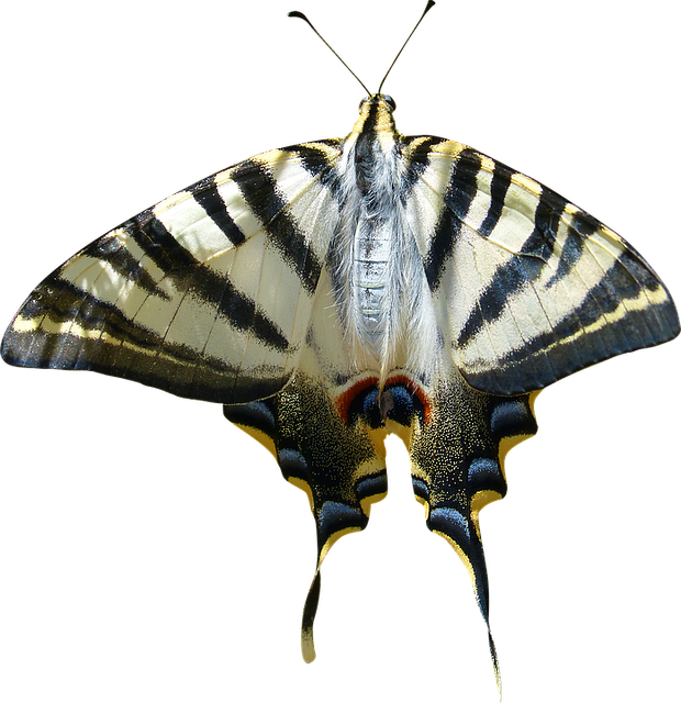 Download free HD stock image of Cropped Image Transparent Background Free cropped image transparent background papilio machaon illustration