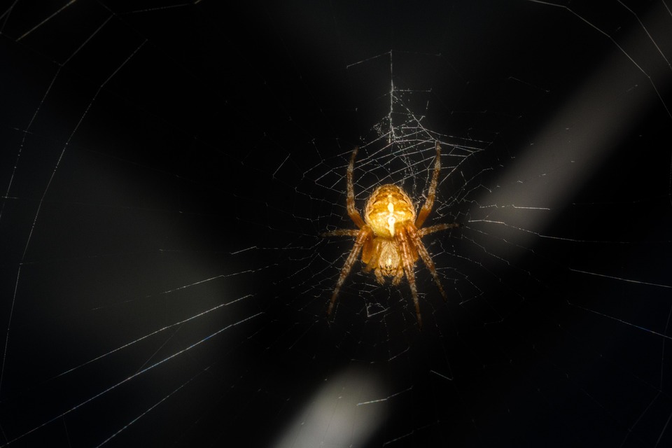 Spider Insect Close Up - Free photo on Pixabay - Pixabay