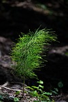 horsetail, field horsetail, cat wedel