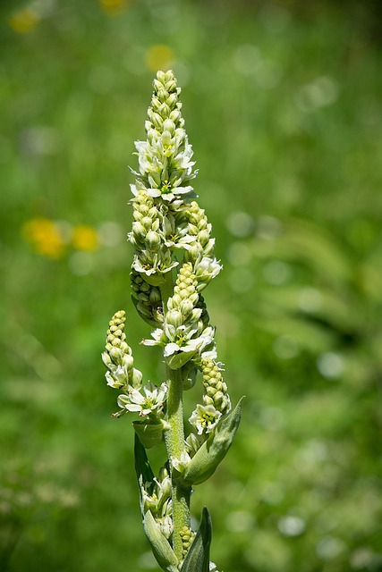 Free Gentian Yellow Gentian photo and picture