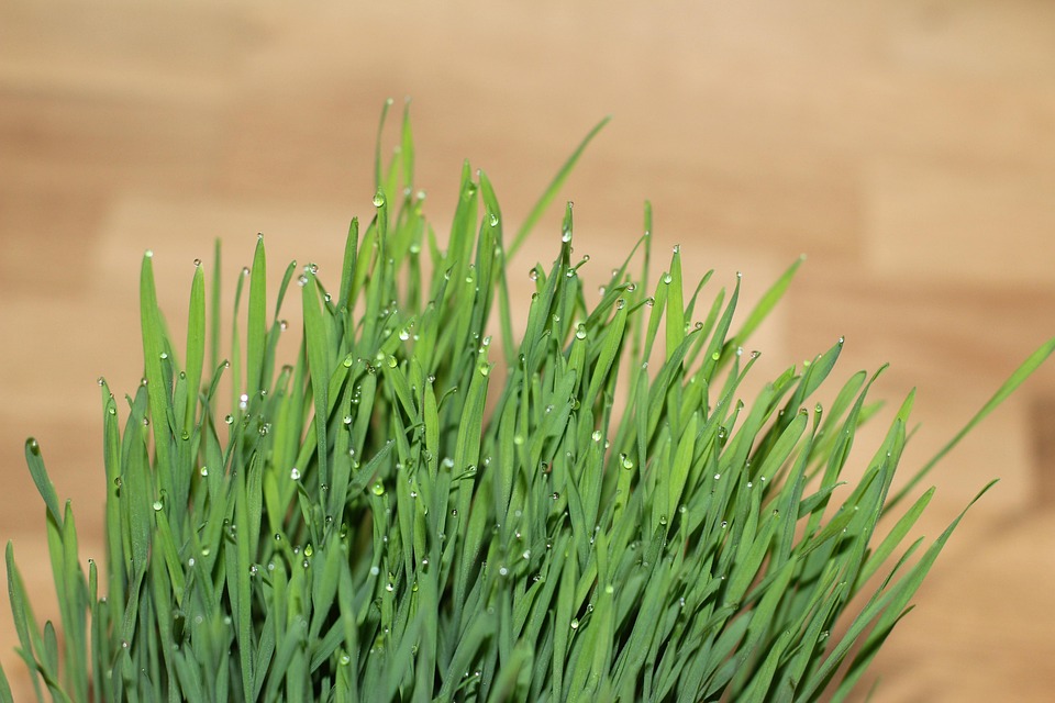 Cat Grass Wheatgrass Drop Of Free photo on Pixabay