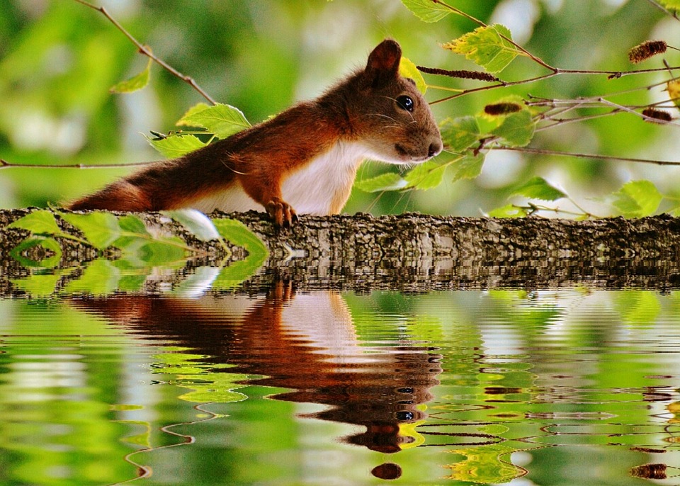 Squirrel Water Reflection - Free photo on Pixabay - Pixabay