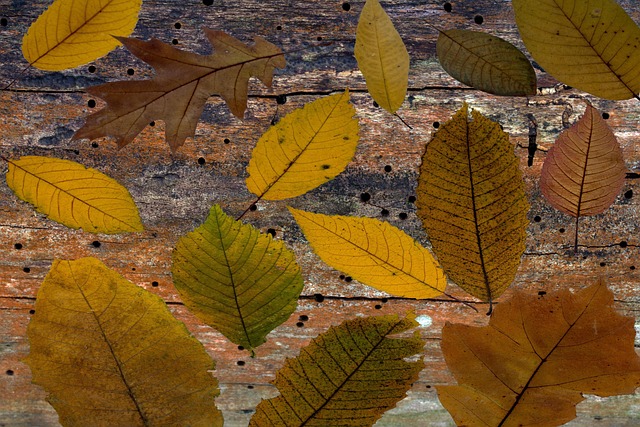 Download free HD stock image of Leaves Tree Leaves Free Leaves Tree Leaves photo and picture