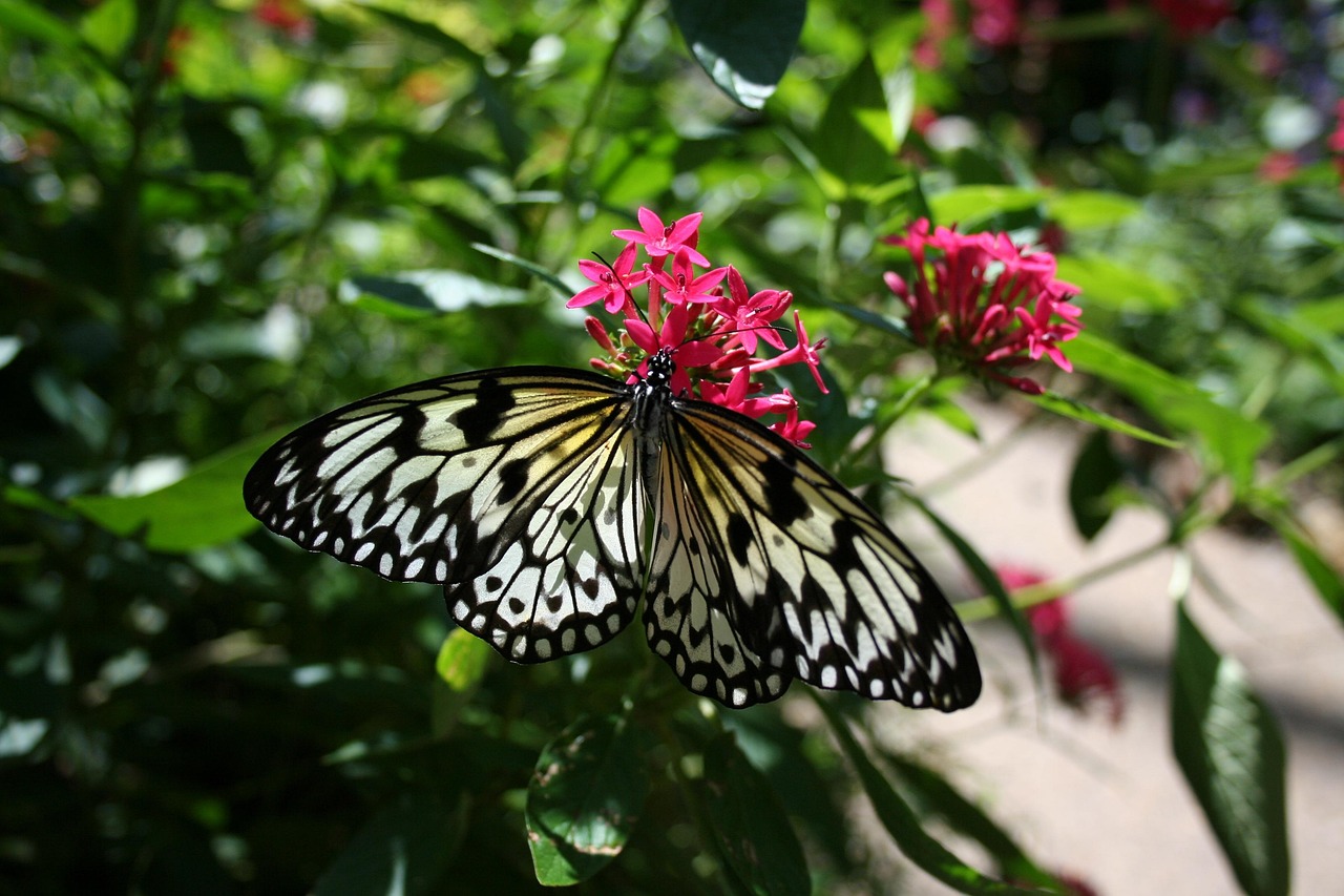 Butterfly - free online jigsaw puzzle photo