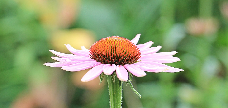 Free photos of Coneflower