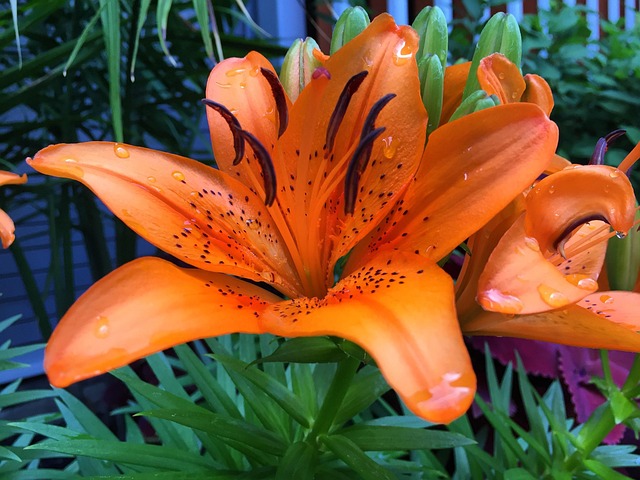 Free Tiger Lily Nature photo and picture