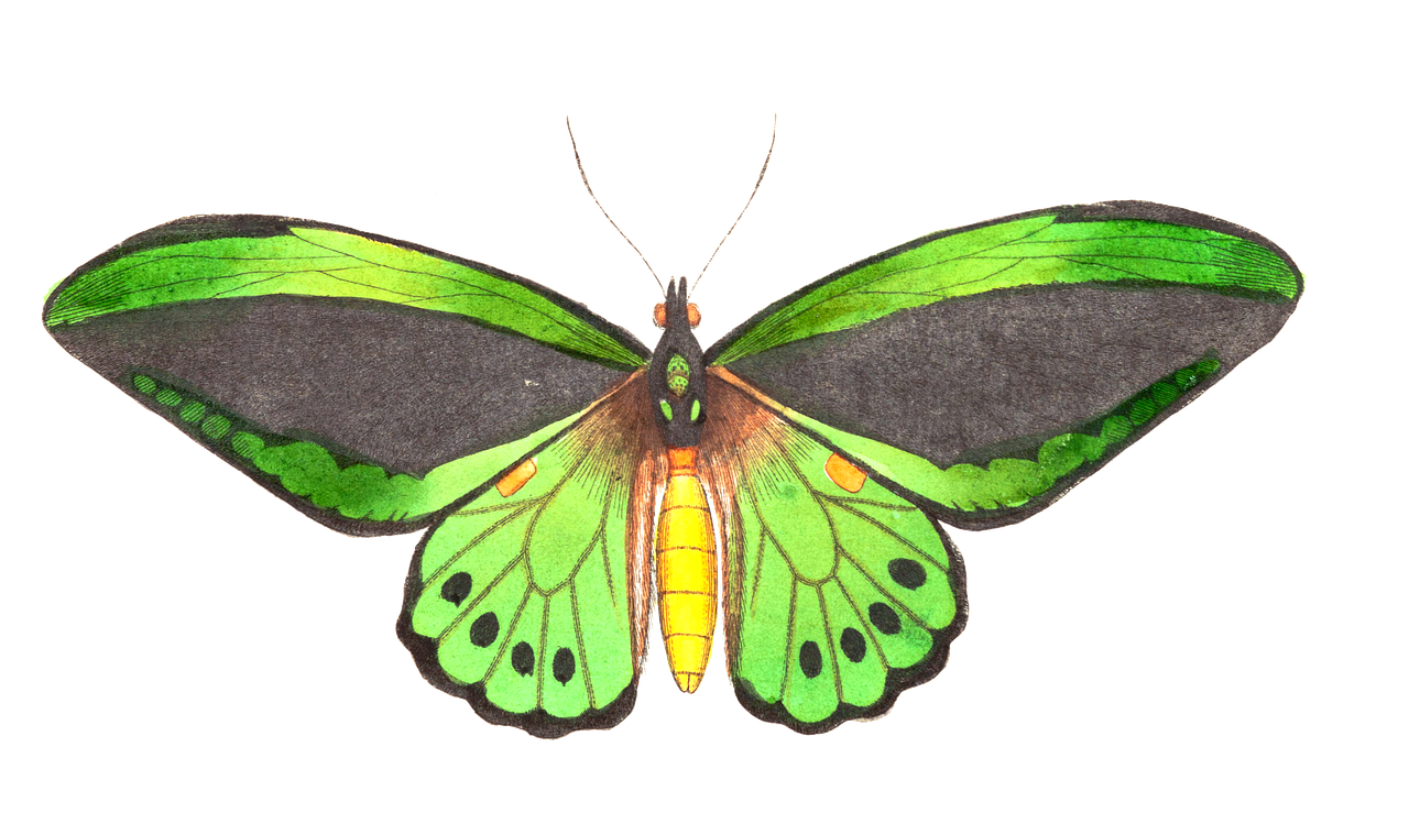 怎么画小狗和蝴蝶 butterfly-1525819_1280.png