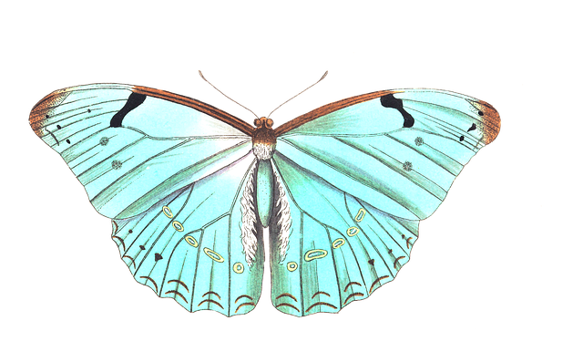 Free butterfly animal insect illustration