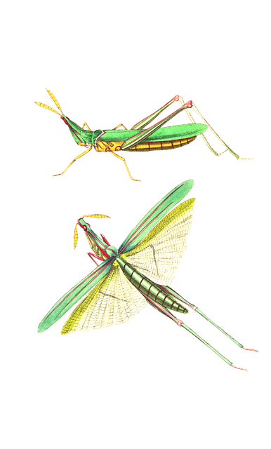 Free grasshopper insect nature illustration