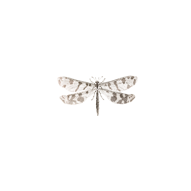 Free dragon-fly insect animal illustration