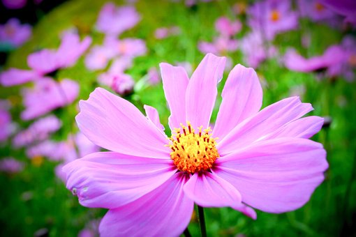 Free Flower Field Pink photo and picture