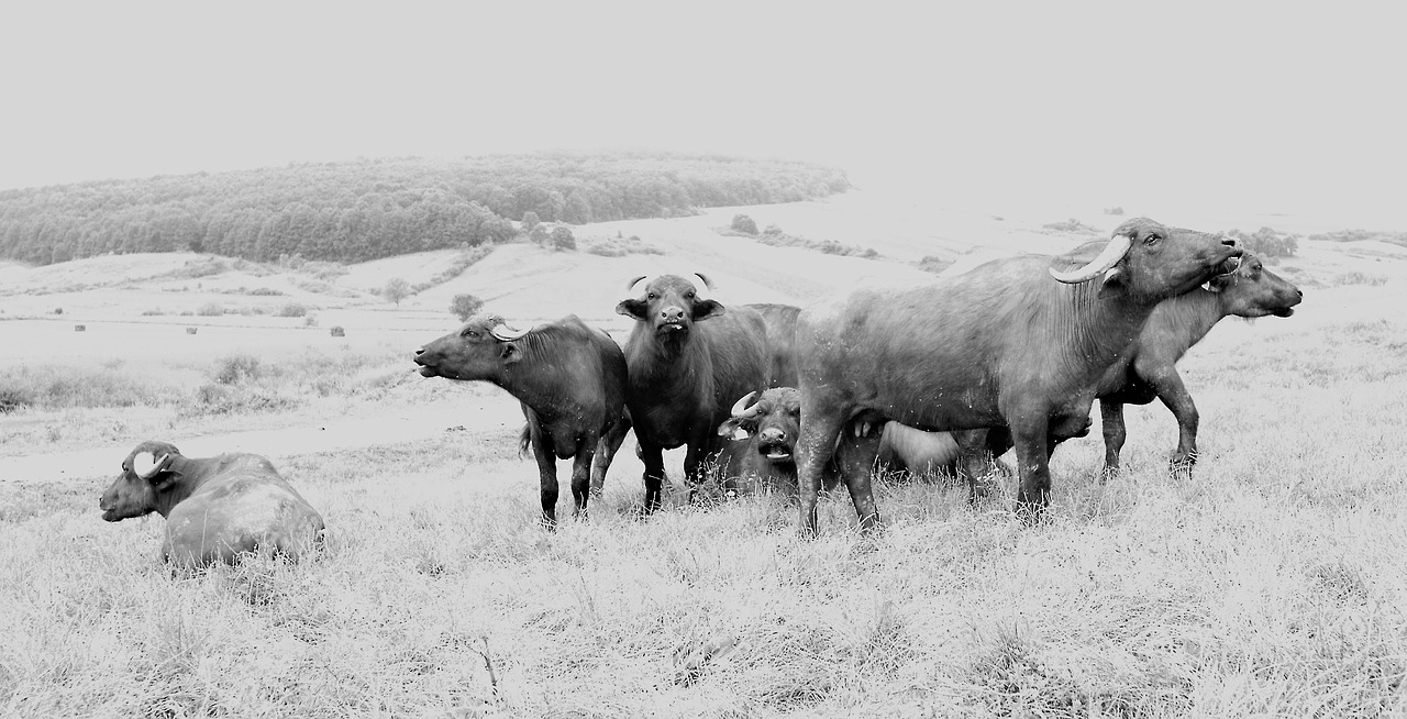 Pasture - free online jigsaw puzzle photo