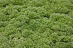 moss, selaginella apoda, footless moss herb
