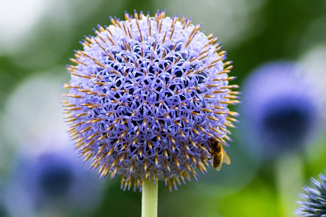 Free Thistle Flower Background photo and picture