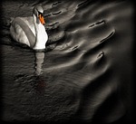 bird, swan, orange