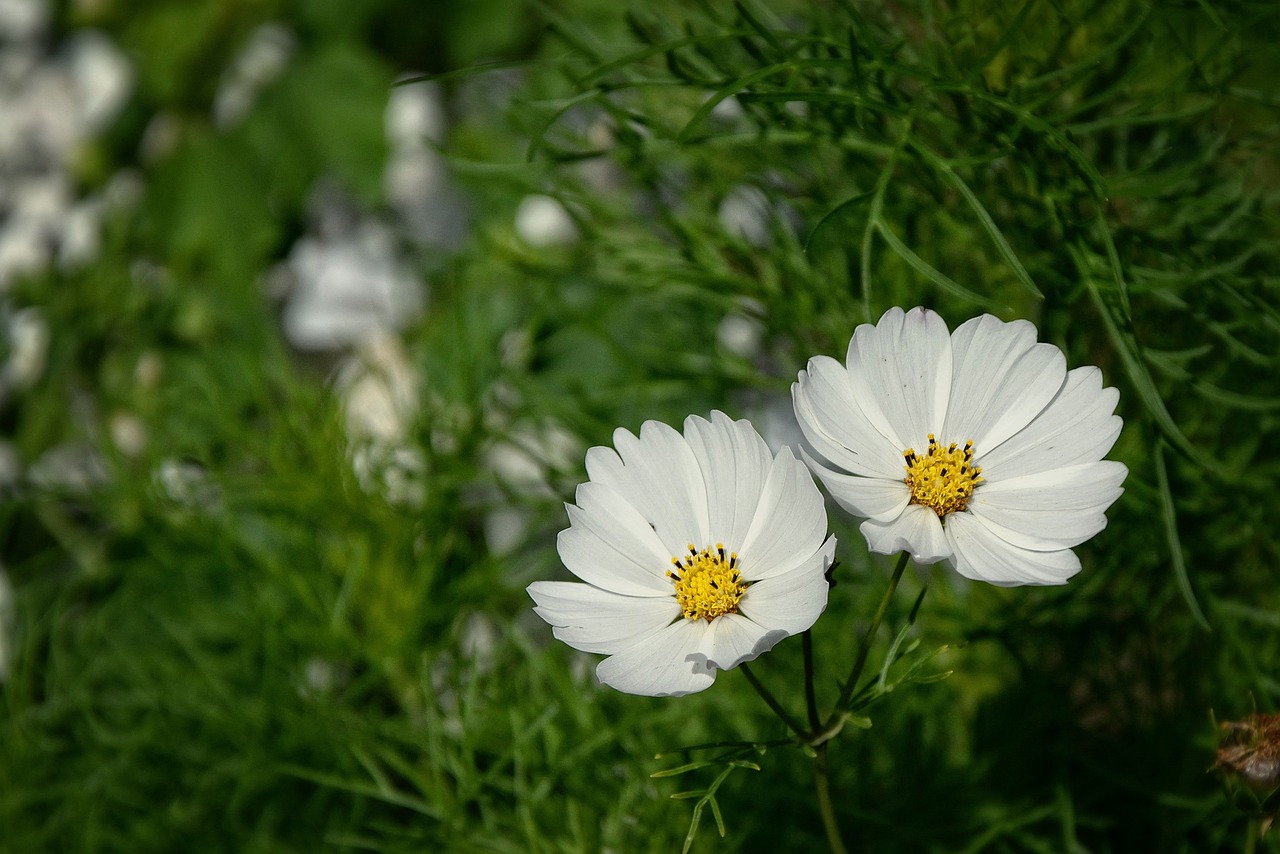 Schönheit, Zwillinge, Blume, Sommer