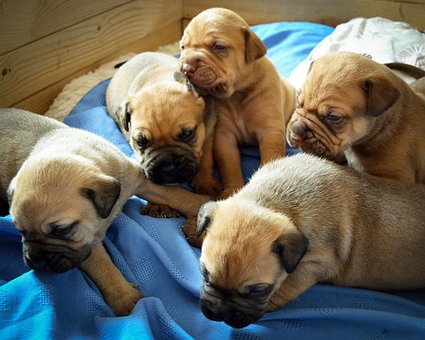 Cachorro, K9, Bicho De Estimação