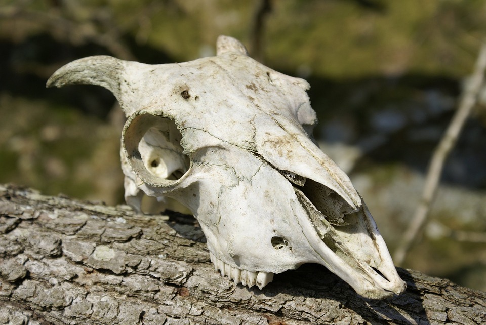 Skull Skeleton Sheep Free Image On Pixabay