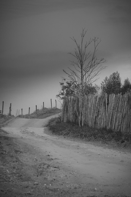Free Dry Tree Dirt Road photo and picture