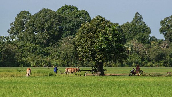 Free Agriculture Field photo and picture