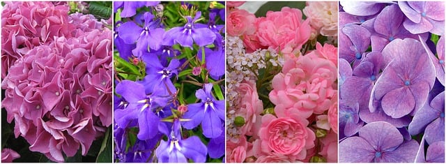 Free flower collage hydrangeas illustration