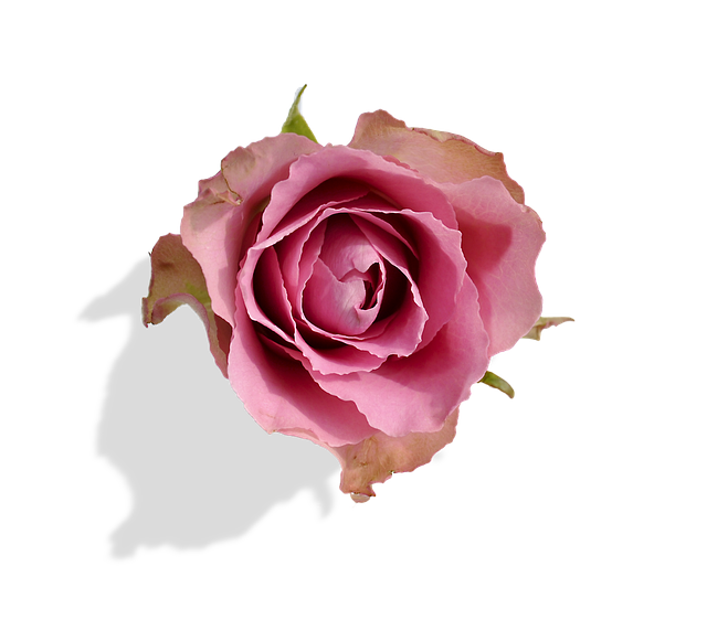 Free Rose Blossom photo and picture