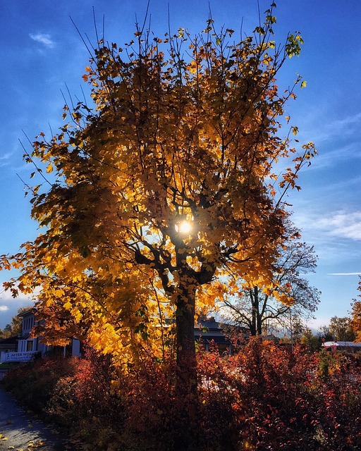Free Autumn Yellow Leaves photo and picture