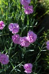 cushion flower, pink flowers, heather-clove