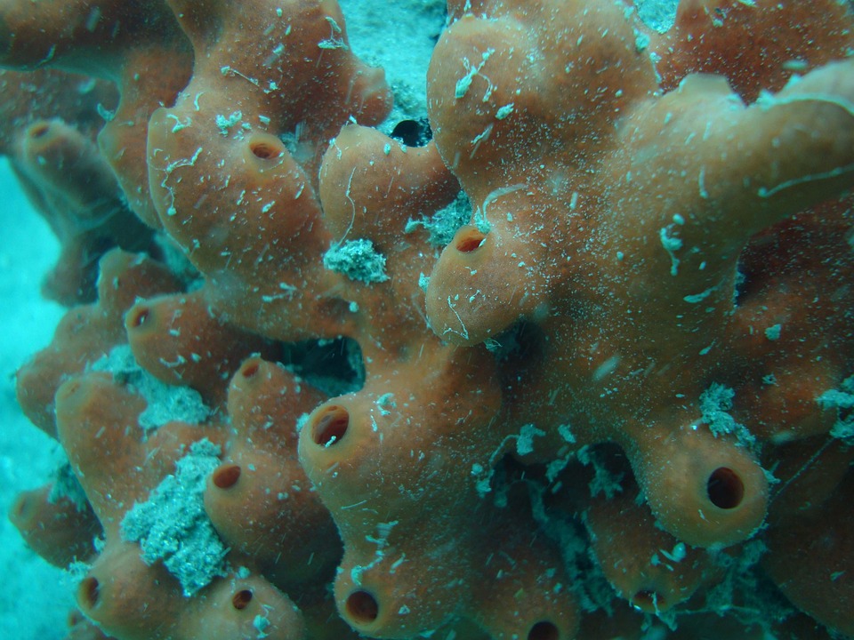 Arrecife Alacranes y buceo