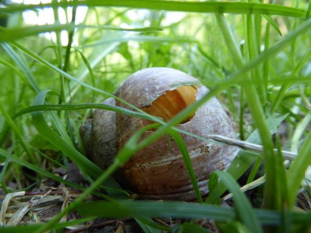 Free Shell Snail photo and picture
