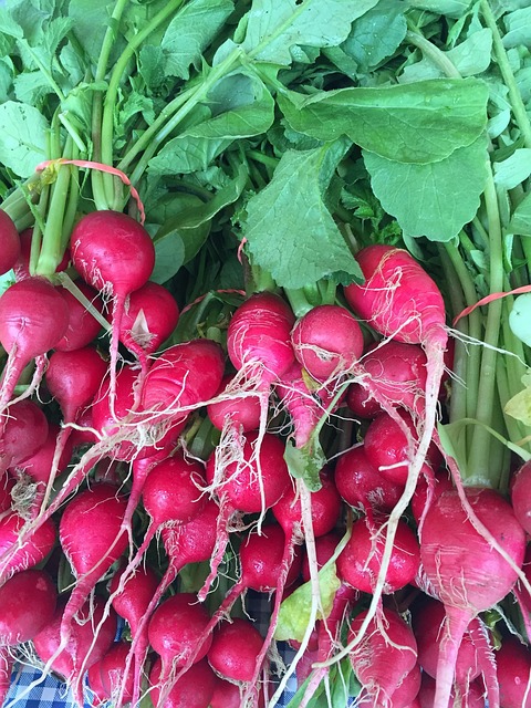 Free Radishes Farmers Market photo and picture
