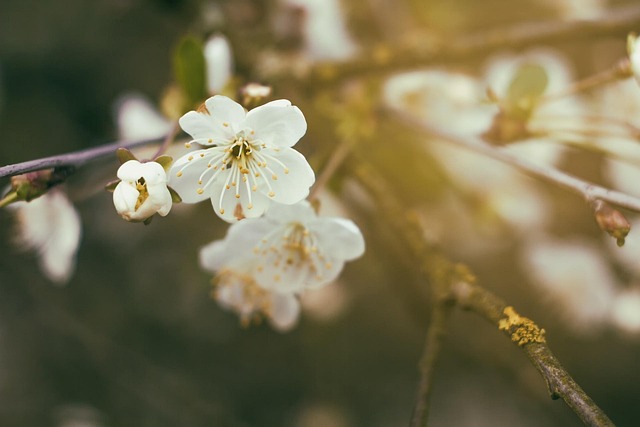 Free Flower Flower Wallpaper photo and picture