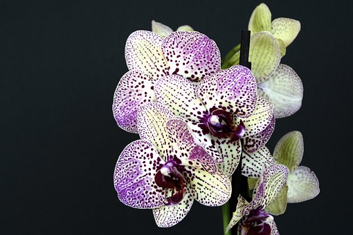 Orquídeas, Flores, Flor, Violeta Branco