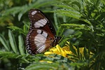 butterfly, green, insects
