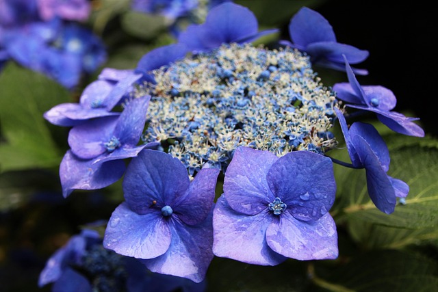 Free Hydrangea Summer Garden photo and picture