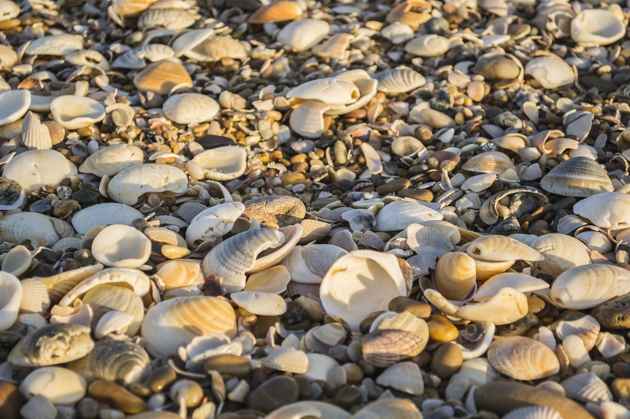Shells - free online jigsaw puzzle photo