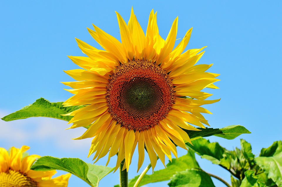 Sun Flower Summer Garden · Free photo on Pixabay