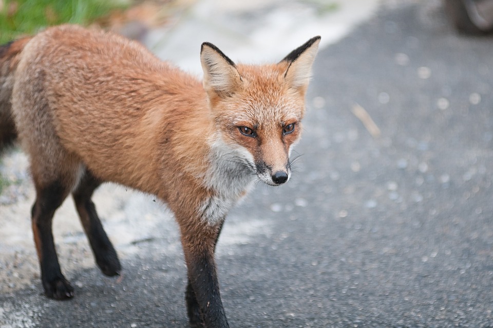狐 野生動物 赤 - Pixabayの無料写真