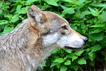 wolf, predator, close