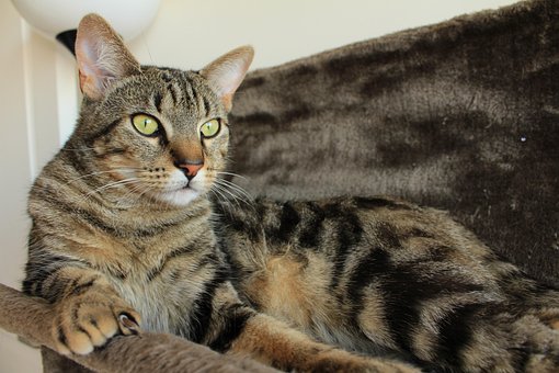 cyperse kat beelden - download gratis afbeeldingen - pixabay