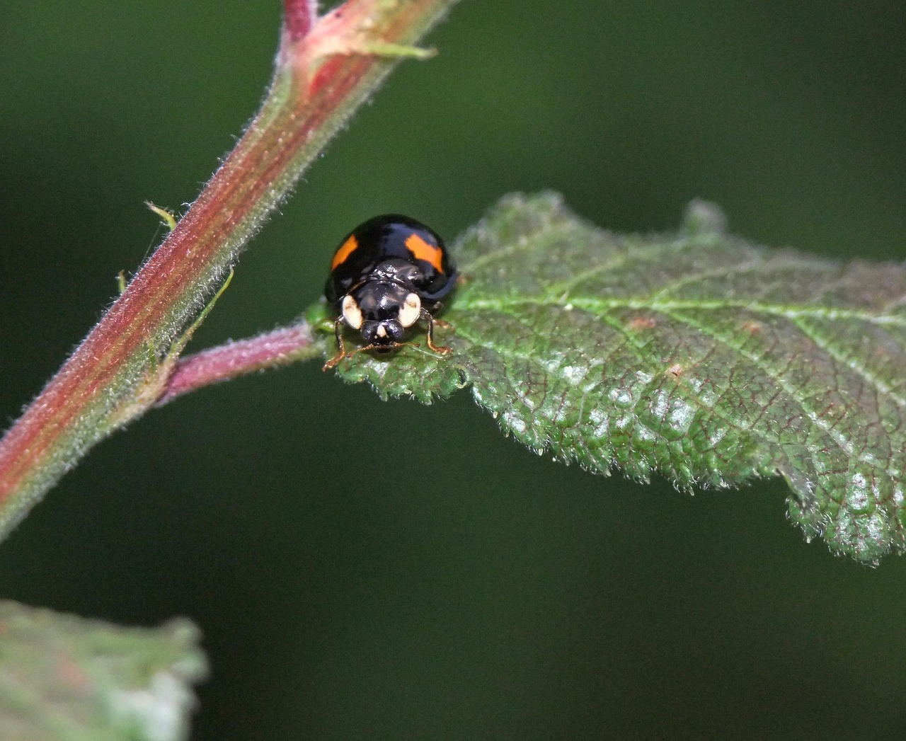 marienk-fer-makro-natur-kostenloses-foto-auf-pixabay