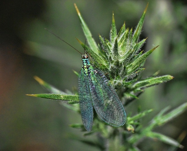 Free Insect Macro photo and picture