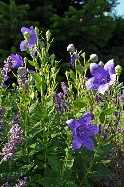 Free Flower Balloon Flower photo and picture