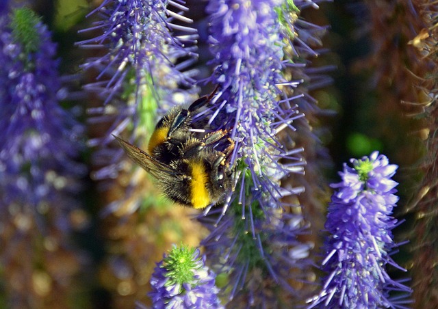 Free Bumblebee Insect photo and picture