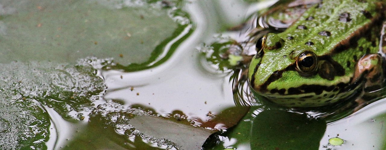 Frog - free online jigsaw puzzle photo