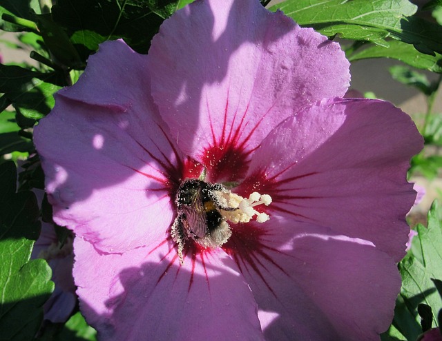 Natuur, Bloemen, Mooie Bloemen