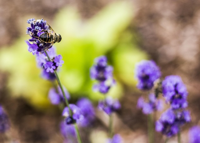 Free Bee Flower photo and picture