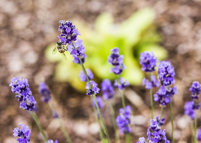 Free Bee Flower photo and picture