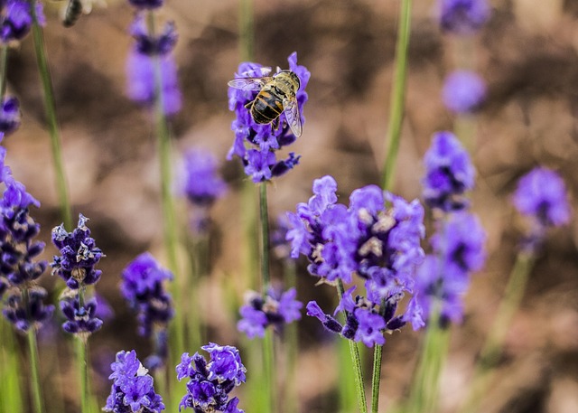 Free Bee Flower photo and picture