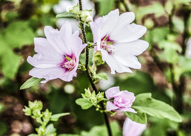 Free Flower Nature photo and picture